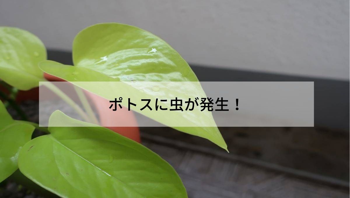 観葉植物ポトスに虫が発生 原因と対策 鉢をまるごと水没させてみる 歩けば何かおこるかも