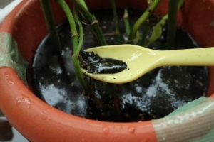 観葉植物ポトスに虫が発生 原因と対策 鉢をまるごと水没させてみる 歩けば何かおこるかも