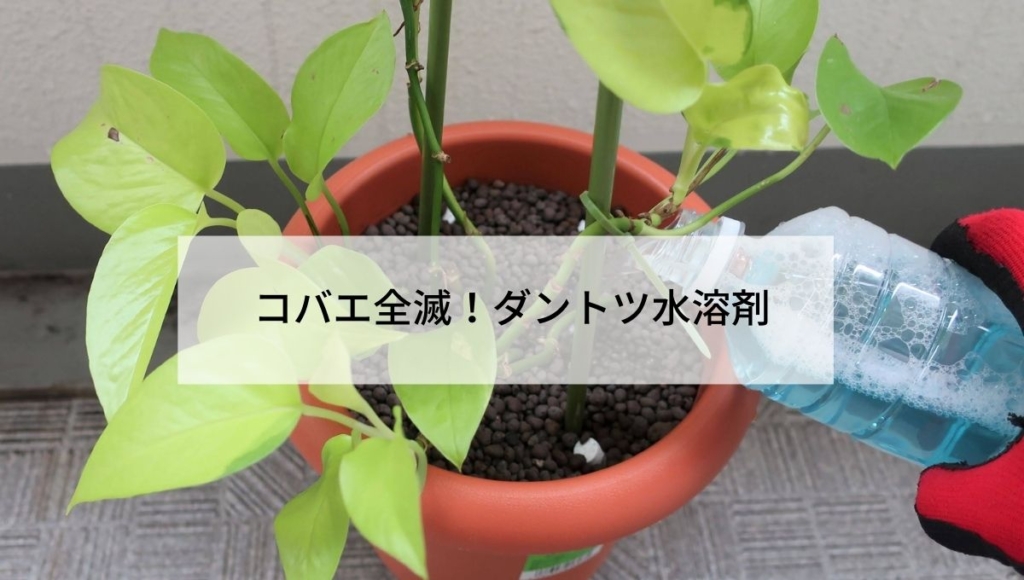 観葉植物ポトスに虫が発生 原因と対策 鉢をまるごと水没させてみる 歩けば何かおこるかも